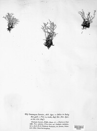 Cladonia furcata image